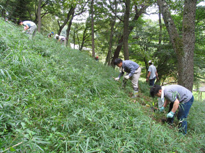 雑木林の手入れ　草刈り