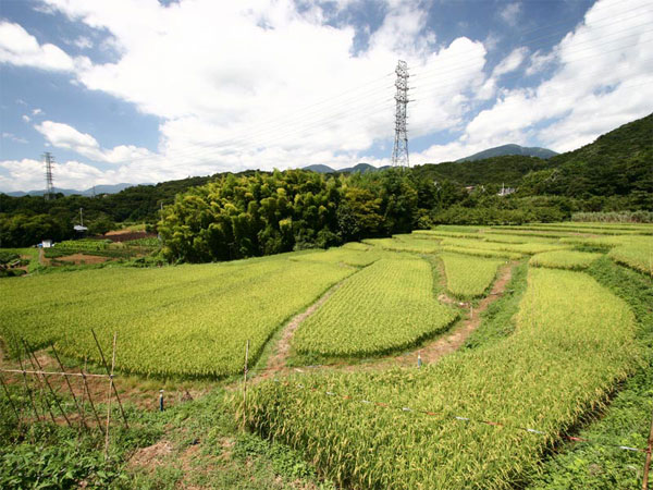 復活した棚田