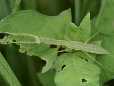 カマキリ類