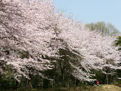 花見