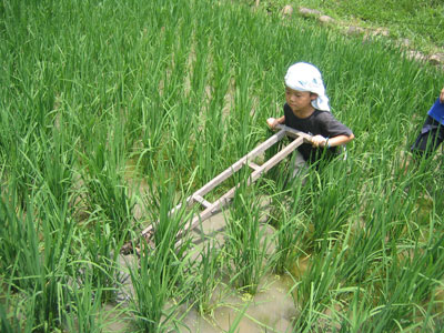 田の草取り